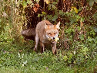 Ferienhaus Lemele Umgebung 35