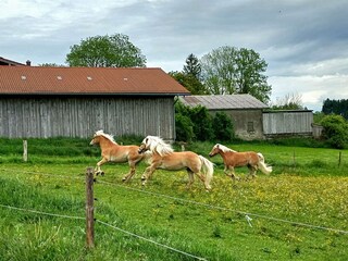 Ferienwohnung Bernbeuren Umgebung 37