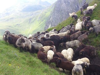 Schafe auf der Alm