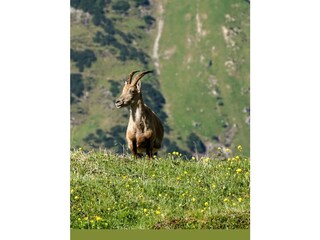 Appartamento per vacanze Marktschellenberg Ambiente 35