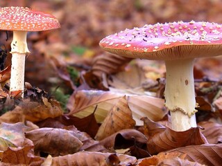 Appartamento per vacanze De Koog Ambiente 37