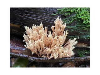 Appartamento per vacanze De Koog Ambiente 40