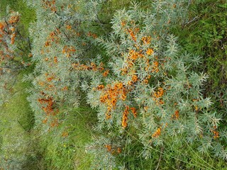 Appartamento per vacanze Nes Ambiente 32