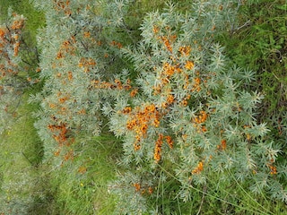 Ferienwohnung Nes Umgebung 32