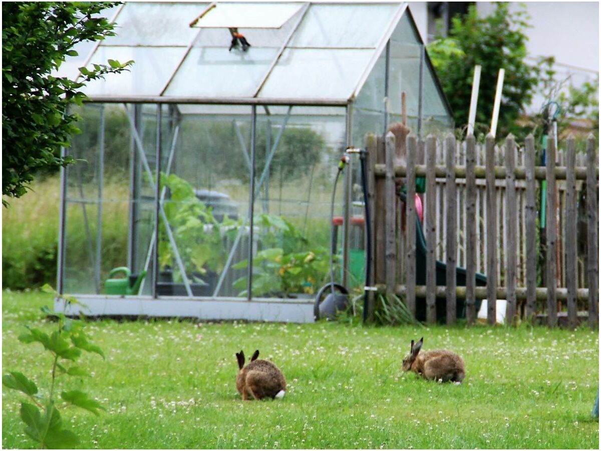 Familie Hase1