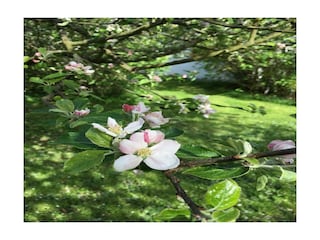 Obstbäume im Garten