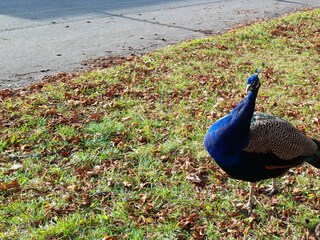 Wildgehege Wildenburg 2