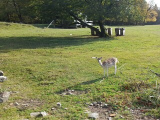 Wildgehege Wildenburg 1