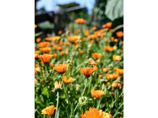 Blumen