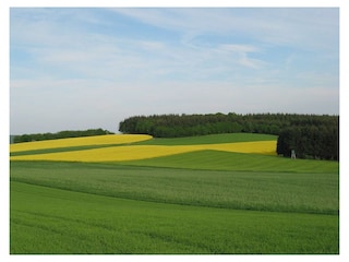 Rapsfelder