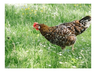 Blumenhuhn