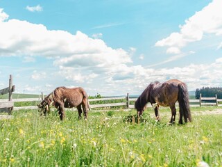Ponys Petri+Duggy