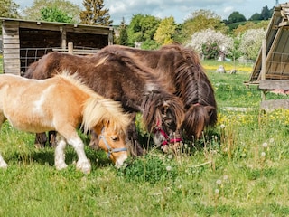 Ponys