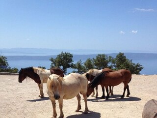 Casa per le vacanze Tucepi Ambiente 65