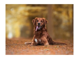 Maison de vacances Diemelsee Enregistrement extérieur 23