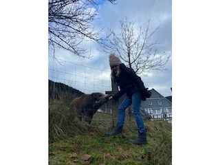 Wildschwein beim Nachbarn