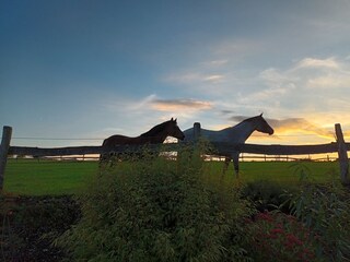 Pferde in der Nachbarschaft