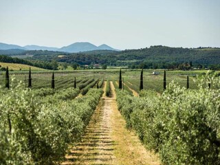 Fattoria Massa Marittima Ambiente 34