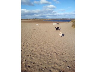 am Hundestrand