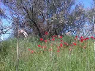 flowers in may