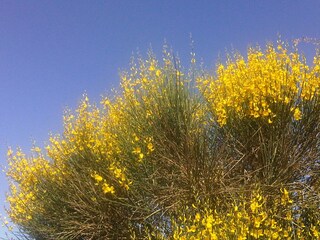 flowers in may