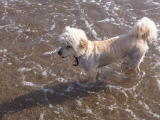 dogs love the beach