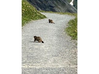 Casa per le vacanze Maria Alm Ambiente 39