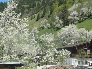 Kirschbaumblüte am Brunnerhof jedes Jahr im Mai