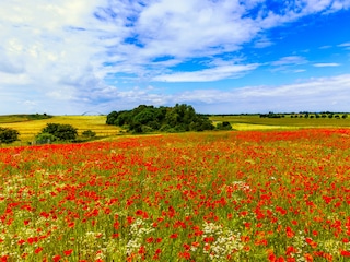 Poppy Blossom