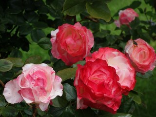 Vakantieappartement Nüziders Buitenaudio-opname 4