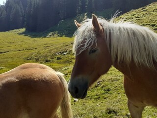 Appartamento per vacanze Nüziders Ambiente 22