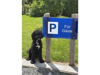 Baloo unser Familienhund
