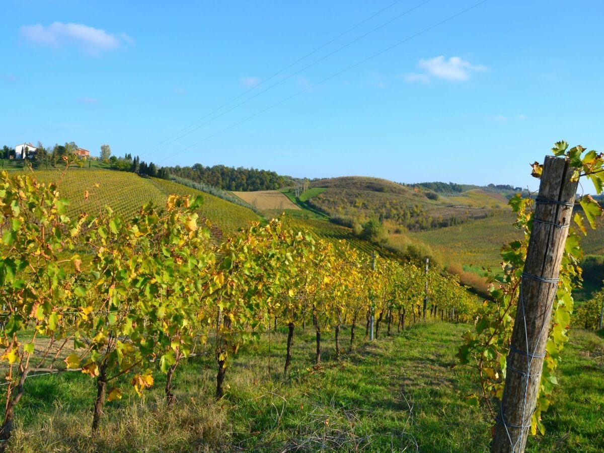 Bauernhof Cerreto Guidi Umgebung 4