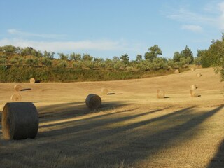 Type de propriété : Ferme Cerreto Guidi Environnement 35