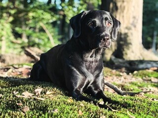 Apartamento de vacaciones Diemelsee Entorno 27