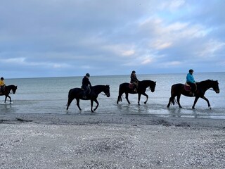 Ausritt am Nordstrand bei Prerow