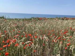 Am Weg nach Ahrenshoop