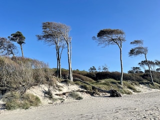 Weststrand mit Windflüchtern