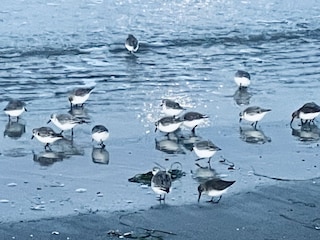 Strandläufer...laufen