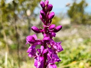 Holiday house Visby  26