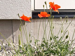 Holiday house Visby  19