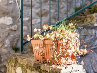 Holiday house Minerve  32