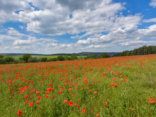 Maison de vacances Rudolstadt Environnement 18