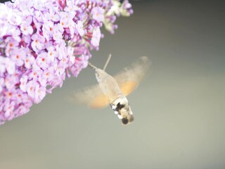 Ferienhaus Laval-sur-Luzège  40