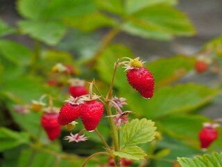 Ferienhaus Laval-sur-Luzège  38