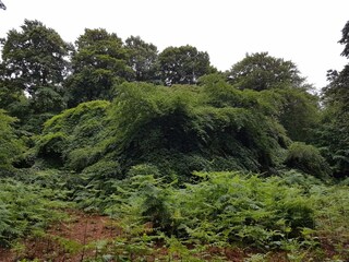 Bei  Lietzwo - Hexenwald/Krüppelbuchen-