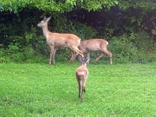 Rehe in Garten