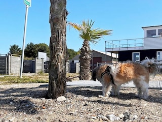 Ferienhaus Øster Assels Außenaufnahme 7
