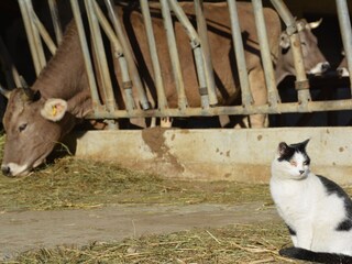 Appartamento per vacanze Mals Ambiente 13