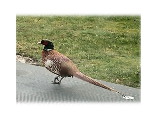 Holiday house Duhnen Outdoor Recording 76